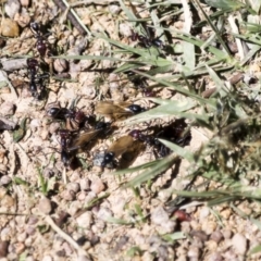 Iridomyrmex purpureus (Meat Ant) at Hawker, ACT - 19 Oct 2021 by AlisonMilton