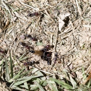 Iridomyrmex purpureus at Hawker, ACT - 19 Oct 2021 02:17 PM