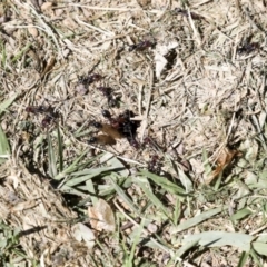 Iridomyrmex purpureus at Hawker, ACT - 19 Oct 2021