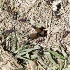 Iridomyrmex purpureus at Hawker, ACT - 19 Oct 2021