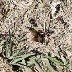 Iridomyrmex purpureus at Hawker, ACT - 19 Oct 2021