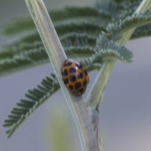 Harmonia conformis at Hawker, ACT - 19 Oct 2021