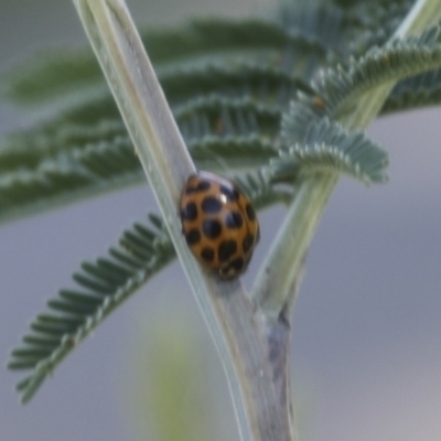 Harmonia conformis (Common Spotted Ladybird) at Hawker, ACT - 19 Oct 2021 by AlisonMilton