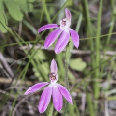 Caladenia carnea (Pink fingers) at Hawker, ACT - 17 Oct 2021 by AlisonMilton