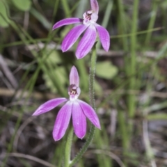 Caladenia carnea at Hawker, ACT - suppressed