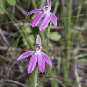 Caladenia carnea at Hawker, ACT - 17 Oct 2021