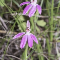 Caladenia carnea at Hawker, ACT - suppressed