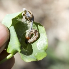 Mnesampela privata (Autumn Gum Moth) at Hawker, ACT - 19 Oct 2021 by AlisonMilton