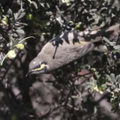 Caligavis chrysops (Yellow-faced Honeyeater) at The Pinnacle - 16 Oct 2021 by AlisonMilton