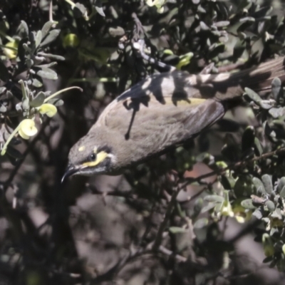 Caligavis chrysops (Yellow-faced Honeyeater) at Hawker, ACT - 16 Oct 2021 by AlisonMilton