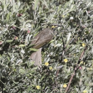 Caligavis chrysops at Hawker, ACT - 17 Oct 2021