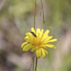 Microseris walteri at Hawker, ACT - 17 Oct 2021 12:34 PM