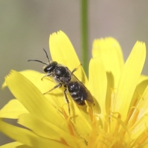 Lasioglossum (Chilalictus) sp. (genus & subgenus) at Hawker, ACT - 17 Oct 2021 12:34 PM