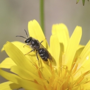 Lasioglossum (Chilalictus) sp. (genus & subgenus) at Hawker, ACT - 17 Oct 2021 12:34 PM