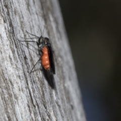 Sciaridae sp. (family) at Scullin, ACT - 31 Oct 2021 01:07 PM