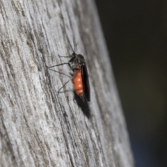 Sciaridae sp. (family) at Scullin, ACT - 31 Oct 2021 01:07 PM