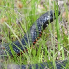 Pseudechis porphyriacus at Cotter River, ACT - 16 Nov 2021