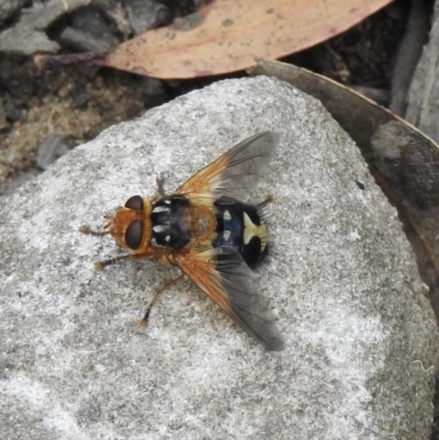 Microtropesa sp. (genus) (Tachinid fly) at Bullio, NSW - 19 Nov 2021 by GlossyGal