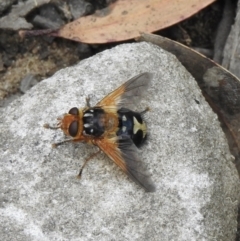Microtropesa sp. (genus) (Tachinid fly) at Nattai National Park - 18 Nov 2021 by GlossyGal