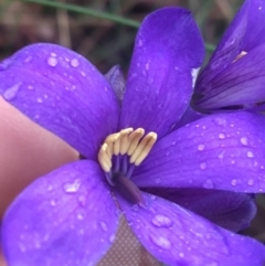 Cheiranthera linearis (Finger Flower) at Mundoonen Nature Reserve - 19 Nov 2021 by Ned_Johnston