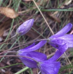 Cheiranthera linearis at Lade Vale, NSW - 20 Nov 2021 07:46 AM