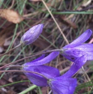 Cheiranthera linearis at Lade Vale, NSW - 20 Nov 2021