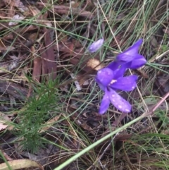 Cheiranthera linearis at Lade Vale, NSW - 20 Nov 2021 07:46 AM