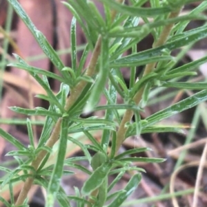 Cheiranthera linearis at Lade Vale, NSW - 20 Nov 2021 07:46 AM