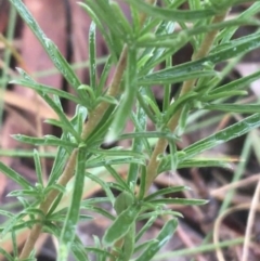 Cheiranthera linearis at Lade Vale, NSW - 20 Nov 2021