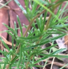 Cheiranthera linearis at Lade Vale, NSW - 20 Nov 2021 07:46 AM