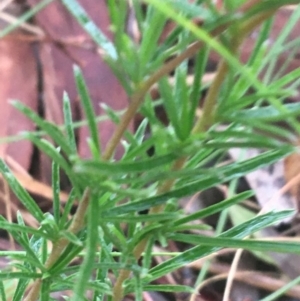 Cheiranthera linearis at Lade Vale, NSW - 20 Nov 2021 07:46 AM