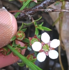 Leptospermum continentale (Prickly Teatree) at Manton, NSW - 20 Nov 2021 by NedJohnston