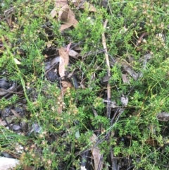 Leptospermum continentale at Manton, NSW - 20 Nov 2021