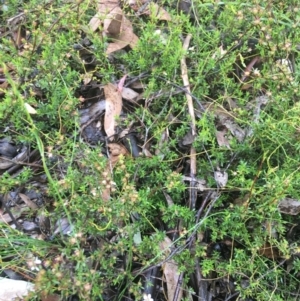 Leptospermum continentale at Manton, NSW - 20 Nov 2021