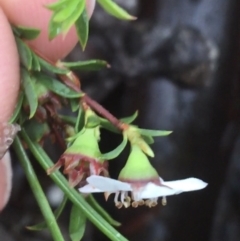 Leptospermum continentale at Manton, NSW - 20 Nov 2021