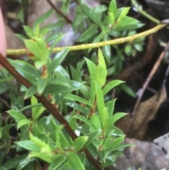 Leptospermum continentale at Manton, NSW - 20 Nov 2021