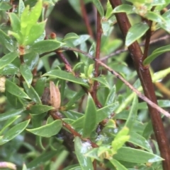 Leptospermum continentale at Manton, NSW - 20 Nov 2021