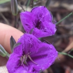 Thysanotus tuberosus (Common Fringe-lily) at Mundoonen Nature Reserve - 19 Nov 2021 by Ned_Johnston