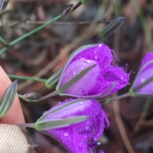 Thysanotus tuberosus at Manton, NSW - 20 Nov 2021 08:12 AM