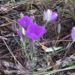 Thysanotus tuberosus at Manton, NSW - 20 Nov 2021 08:12 AM