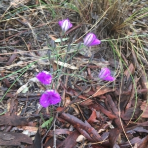 Thysanotus tuberosus at Manton, NSW - 20 Nov 2021 08:12 AM