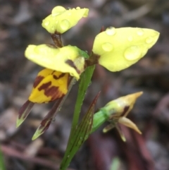 Diuris sulphurea (Tiger Orchid) at Mundoonen Nature Reserve - 19 Nov 2021 by Ned_Johnston