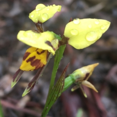 Diuris sulphurea (Tiger Orchid) at Mundoonen Nature Reserve - 20 Nov 2021 by NedJohnston