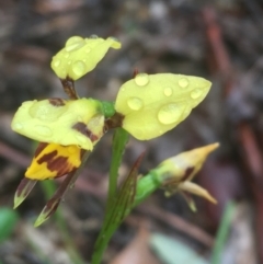 Diuris sulphurea at Manton, NSW - 20 Nov 2021