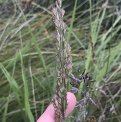 Festuca arundinacea at Phillip, ACT - 19 Nov 2021