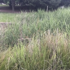 Festuca arundinacea at Phillip, ACT - 19 Nov 2021