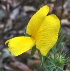 Gompholobium huegelii (pale wedge–pea) at Manton, NSW - 20 Nov 2021 by NedJohnston