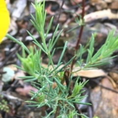 Gompholobium huegelii at Manton, NSW - 20 Nov 2021