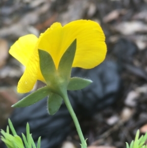 Gompholobium huegelii at Manton, NSW - 20 Nov 2021