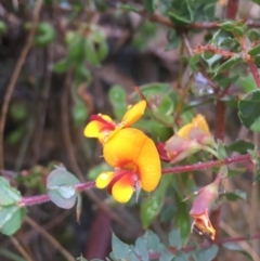 Pultenaea spinosa (Spiny Bush-pea, Grey Bush-pea) at Manton, NSW - 19 Nov 2021 by Ned_Johnston